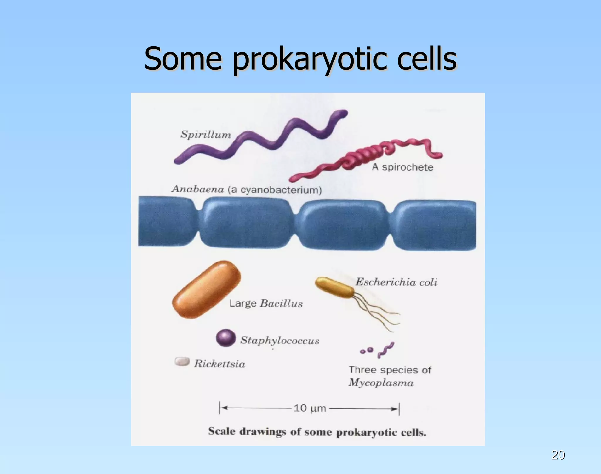 Some prokaryotic cells 