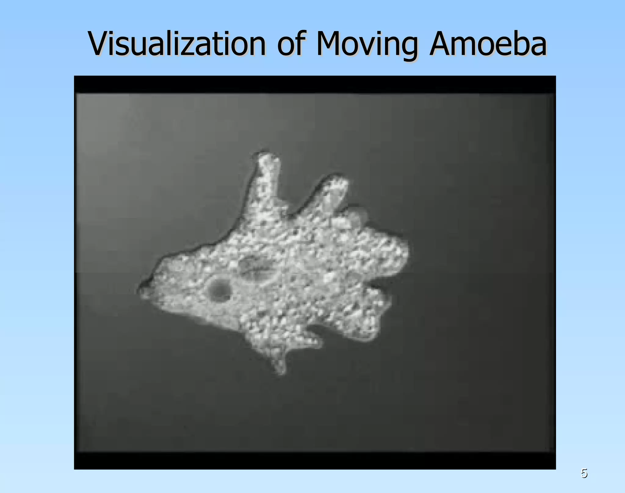 Visualization of Moving Amoeba 