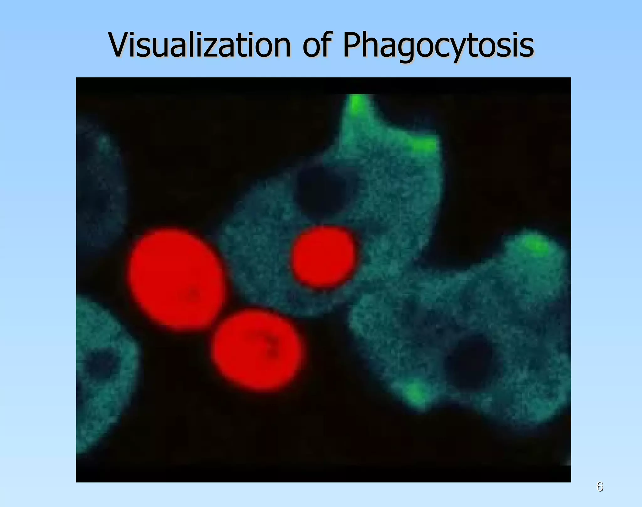 Visualization of Phagocytosis 