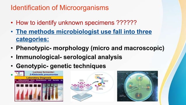 Identification and Detection of Microorganism