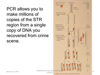 Str Pcr Process Visual Molecular diagnostics | PPT