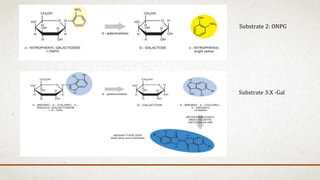 Substrate 2: ONPG
Substrate 3:X -Gal
 