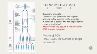 Pcr Target Selection Comprehensive Overview of PCR and Probe-Based Molecular Diagnostic ...