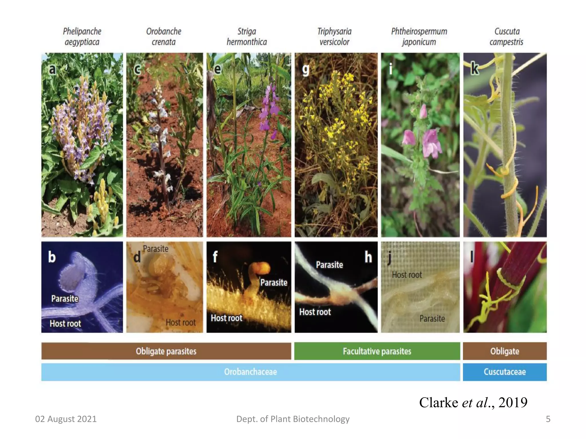 Molecular dialogue between host and parasitic plants | PDF