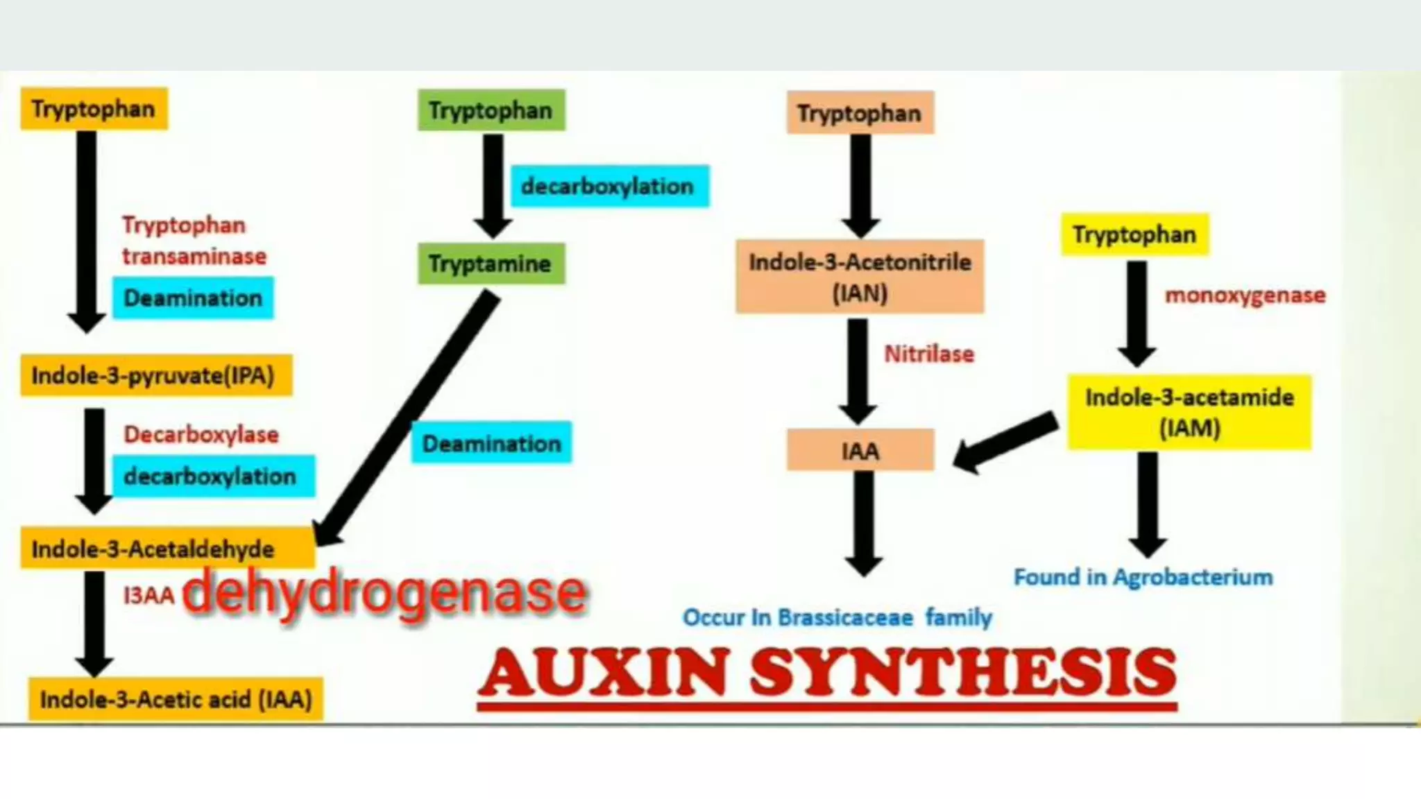 Molecular effect of auxin in regulation of cell extension.pptx