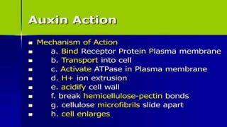 Molecular effect of auxin in regulation of cell extension.pptx