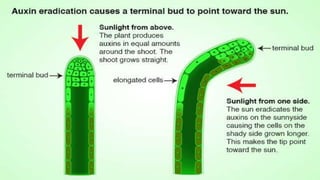 Molecular effect of auxin in regulation of cell extension.pptx
