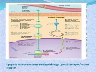 Lipophilic hormone response mediated through Cytosolic receptor/nuclear
receptor
 