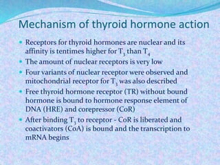 Mechanism of thyroid hormone action
 Receptors for thyroid hormones are nuclear and its
affinity is tentimes higher for T3 than T4
 The amount of nuclear receptors is very low
 Four variants of nuclear receptor were observed and
mitochondrial receptor for T3 was also described
 Free thyroid hormone receptor (TR) without bound
hormone is bound to hormone response element of
DNA (HRE) and corepressor (CoR)
 After binding T3 to receptor - CoR is liberated and
coactivators (CoA) is bound and the transcription to
mRNA begins
 