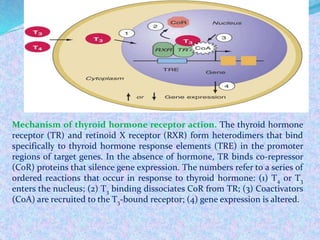 Mechanism of thyroid hormone receptor action. The thyroid hormone
receptor (TR) and retinoid X receptor (RXR) form heterodimers that bind
specifically to thyroid hormone response elements (TRE) in the promoter
regions of target genes. In the absence of hormone, TR binds co-repressor
(CoR) proteins that silence gene expression. The numbers refer to a series of
ordered reactions that occur in response to thyroid hormone: (1) T4 or T3
enters the nucleus; (2) T3 binding dissociates CoR from TR; (3) Coactivators
(CoA) are recruited to the T3-bound receptor; (4) gene expression is altered.
 