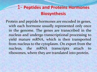 1- Peptides and Proteins Hormones
Biosynthesis
Protein and peptide hormones are encoded in genes,
with each hormone usually represented only once
in the genome. The genes are transcribed in the
nucleus and undergo transcriptional processing to
yield mature mRNA, which is then transported
from nucleus to the cytoplasm. On export from the
nucleus, the mRNA transcripts attach to
ribosomes, where they are translated into protein.
 