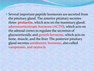  Several important peptide hormones are secreted from
the pituitary gland. The anterior pituitary secretes
three: prolactin, which acts on the mammary gland;
adrenocorticotropic hormone (ACTH), which acts on
the adrenal cortex to regulate the secretion of
glucocorticoids; and growth hormone, which acts on
bone, muscle, and the liver. The posterior pituitary
gland secretes antidiuretic hormone, also called
vasopressin, and oxytocin
 