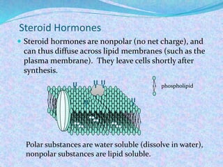 Steroid Hormones
 Steroid hormones are nonpolar (no net charge), and
can thus diffuse across lipid membranes (such as the
plasma membrane). They leave cells shortly after
synthesis.
phospholipid
Polar substances are water soluble (dissolve in water),
nonpolar substances are lipid soluble.
 