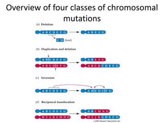 Overview of four classes of chromosomal
mutations
 