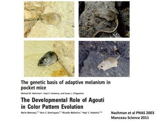 Nachman et al PNAS 2003
Manceau Science 2011
 