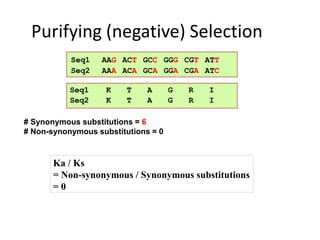 Purifying (negative) Selection
Ka / Ks
= Non-synonymous / Synonymous substitutions
= 0
Seq1
Seq2
AAG
AAA
ACT
ACA
GCC
GCA
GGG
GGA
CGT
CGA
ATT
ATC
Seq1 K T A G R I
Seq2 K T A G R I
# Synonymous substitutions = 6
# Non-synonymous substitutions = 0
 