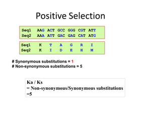 Positive Selection
Ka / Ks
= Non-synonymous/Synonymous substitutions
=5
# Synonymous substitutions = 1
# Non-synonymous substitutions = 5
Seq1
Seq2
AAG
AAA
ACT
ATT
GCC
GAC
GGG
GAG
CGT
CAT
ATT
ATG
Seq1 K T A G R I
Seq2 K I D E H M
 