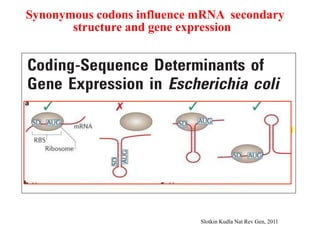 Synonymous codons influence mRNA secondary
structure and gene expression
Slotkin Kudla Nat Rev Gen, 2011
 
