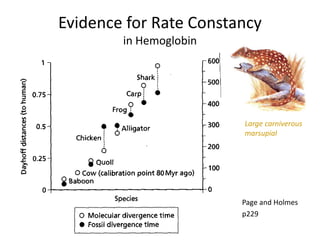 Evidence for Rate Constancy
in Hemoglobin
Page and Holmes
p229
Large carniverous
marsupial
 