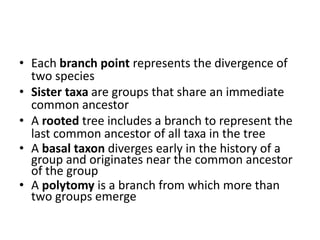 • Each branch point represents the divergence of
two species
• Sister taxa are groups that share an immediate
common ancestor
• A rooted tree includes a branch to represent the
last common ancestor of all taxa in the tree
• A basal taxon diverges early in the history of a
group and originates near the common ancestor
of the group
• A polytomy is a branch from which more than
two groups emerge
 