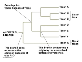 Branch point:
where lineages diverge
ANCESTRAL
LINEAGE
This branch point
represents the
common ancestor of
taxa A–G.
This branch point forms a
polytomy: an unresolved
pattern of divergence.
Sister
taxa
Basal
taxon
Taxon A
Taxon B
Taxon C
Taxon D
Taxon E
Taxon F
Taxon G
 