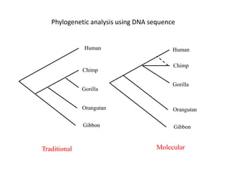 Phylogenetic analysis using DNA sequence
Human
Chimp
Gorilla
Orangutan
Gibbon
Traditional
Human
Chimp
Gorilla
Orangutan
Gibbon
Molecular
 