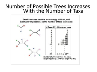 Number of Possible Trees Increases
With the Number of Taxa
 
