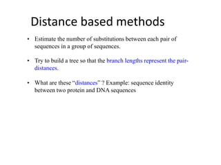• Estimate the number of substitutions between each pair of
sequences in a group of sequences.
• Try to build a tree so that the branch lengths represent the pair-
distances.
• What are these “distances” ? Example: sequence identity
between two protein and DNA sequences
Distance based methods
 