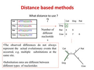 What distance to use ?
Cat ATTTGCGGTA
Dog ATCTGCGATA
Rat ATTGCCGTTT
Cow TTCGCTGTTT
Number of
different
nucleotide
s
?
•The observed differences do not always
represent the actual evolutionary events that
occurred, e.g. multiple substitutions at the
same site.
•Substitution rates are different between
different types of nucleotides
Distance based methods
 