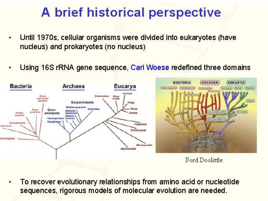Molecular evolution