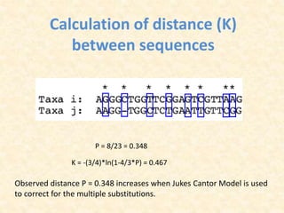 P = 8/23 = 0.348
K = -(3/4)*ln(1-4/3*P) = 0.467
Observed distance P = 0.348 increases when Jukes Cantor Model is used
to correct for the multiple substitutions.
Calculation of distance (K)
between sequences
 