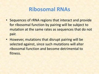Ribosomal RNAs
• Sequences of rRNA regions that interact and provide
for ribosomal function by pairing will be subject to
mutation at the same rates as sequences that do not
pair.
• However, mutations that disrupt pairing will be
selected against, since such mutations will alter
ribosomal function and become detrimental to
fitness.
 