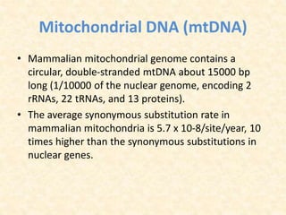 Mitochondrial DNA (mtDNA)
• Mammalian mitochondrial genome contains a
circular, double-stranded mtDNA about 15000 bp
long (1/10000 of the nuclear genome, encoding 2
rRNAs, 22 tRNAs, and 13 proteins).
• The average synonymous substitution rate in
mammalian mitochondria is 5.7 x 10-8/site/year, 10
times higher than the synonymous substitutions in
nuclear genes.
 