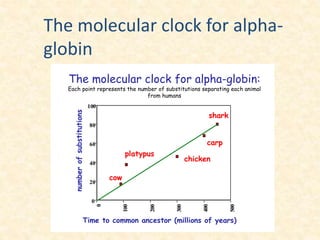 The molecular clock for alpha-globin:
Each point represents the number of substitutions separating each animal
from humans
0
20
40
60
80
100
0
100
200
300
400
500
Time to common ancestor (millions of years)
numberofsubstitutions
cow
platypus
chicken
carp
shark
The molecular clock for alpha-
globin
 