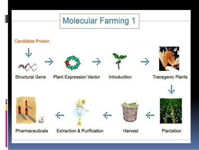 Molecular farming