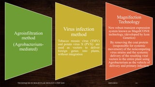 TECHNIQUES IN MOLECULAR BIOLOGY I (PBT 505) 03/01/2018 14
Agroinfiltration
method
(Agrobacterium-
mediated)
Virus infection
method
Tobacco mosaic virus (TMV)
and potato virus X (PVX) are
used as vectors to deliver
foreign genes into plants,
without integration
Magnifection
Technology
New robust transient expression
system known as MagnICON®
technology, (developed by Icon
Genetics)
By removing the coat protein
(responsible for systemic
movement) of the noncompeting
virus strains and the systemic
delivery of the resulting viral
vectors to the entire plant using
Agrobacterium as the vehicle of
delivery and primary infection
 