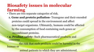 Biotechnology Risks Molecular farming of biopharmacuetical | PPTX