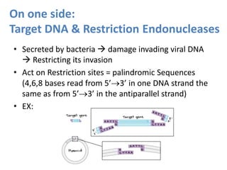 On one side:
Target DNA & Restriction Endonucleases
• Secreted by bacteria  damage invading viral DNA
 Restricting its invasion
• Act on Restriction sites = palindromic Sequences
(4,6,8 bases read from 5’3’ in one DNA strand the
same as from 5’3’ in the antiparallel strand)
• EX:
 