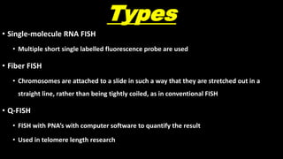 Types
• Single-molecule RNA FISH
• Multiple short single labelled fluorescence probe are used
• Fiber FISH
• Chromosomes are attached to a slide in such a way that they are stretched out in a
straight line, rather than being tightly coiled, as in conventional FISH
• Q-FISH
• FISH with PNA’s with computer software to quantify the result
• Used in telomere length research
 