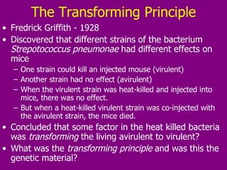 The Transforming Principle Fredrick Griffith - 1928 Discovered that different strains of the bacterium  Strepotococcus pneumonae  had different effects on mice One strain could kill an injected mouse (virulent) Another strain had no effect (avirulent)  When the virulent strain was heat-killed and injected into mice, there was no effect.  But when a heat-killed virulent strain was co-injected with the avirulent strain, the mice died.  Concluded that some factor in the heat killed bacteria was  transforming  the living avirulent to virulent? What was the  transforming principle  and was this the genetic material? 