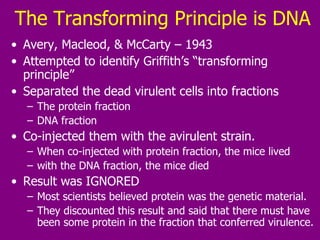 The Transforming Principle is DNA Avery, Macleod, & McCarty – 1943 Attempted to identify Griffith’s “transforming principle” Separated the dead virulent cells into fractions The protein fraction DNA fraction Co-injected them with the avirulent strain. When co-injected with protein fraction, the mice lived with the DNA fraction, the mice died Result was IGNORED Most scientists believed protein was the genetic material.  They discounted this result and said that there must have been some protein in the fraction that conferred virulence.  