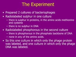 The Experiment Prepared 2 cultures of bacteriophages Radiolabeled sulphur in one culture  there is sulphur in proteins, in the amino acids methionine and cysteine  there is no sulphur in DNA  Radiolabeled phosphorous in the second culture there is phosphorous in the phosphate backbone of DNA  none in any of the amino acids.  So this one culture in which only the phage protein was labeled, and one culture in which only the phage DNA was labeled.  