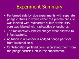 Experiment Summary Performed side by side experiments with separate phage cultures in which either the protein capsule was labeled with radioactive sulfur or the DNA core was labeled with radioactive phosphorus.  The radioactively labeled phages were allowed to infect bacteria.  Agitation in a blender dislodged phage particles from bacterial cells.  Centrifugation pelleted cells, separating them from the phage particles left in the supernatant.  