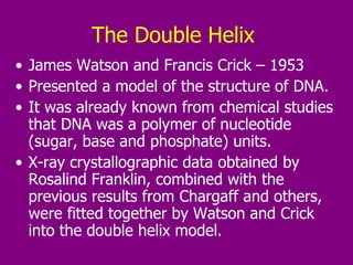 The Double Helix   James Watson and Francis Crick – 1953 Presented a model of the structure of DNA.  It was already known from chemical studies that DNA was a polymer of nucleotide (sugar, base and phosphate) units.  X-ray crystallographic data obtained by Rosalind Franklin, combined with the previous results from Chargaff and others, were fitted together by Watson and Crick into the double helix model.  