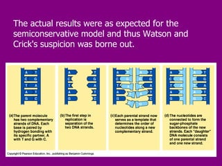 The actual results were as expected for the semiconservative model and thus Watson and Crick's suspicion was borne out.  
