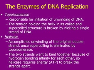 The Enzymes of DNA Replication Topoisomerase  Responsible for initiation of unwinding of DNA. The tension holding the helix in its coiled and supercoiled structure is broken by nicking a single strand of DNA.   Helicase  Accomplishes unwinding of the original double strand, once supercoiling is eliminated by topoisomerase. The two strands want to bind together because of hydrogen bonding affinity for each other, so helicase requires energy (ATP) to break the strands apart.  