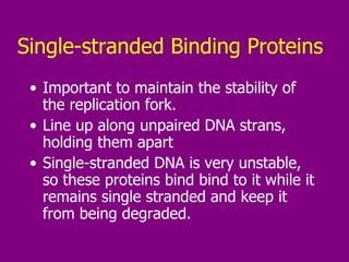 Single-stranded Binding Proteins Important to maintain the stability of the replication fork.  Line up along unpaired DNA strans, holding them apart Single-stranded DNA is very unstable, so these proteins bind bind to it while it remains single stranded and keep it from being degraded.  
