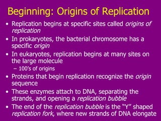 Beginning: Origins of Replication Replication begins at specific sites called  origins of replication In prokaryotes, the bacterial chromosome has a specific  origin In eukaryotes, replication begins at many sites on the large molecule 100’s of origins Proteins that begin replication recognize the  origin  sequence These enzymes attach to DNA, separating the strands, and opening a  replication bubble The end of the  replication bubble  is the “Y” shaped  replication fork , where new strands of DNA elongate 