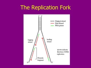 The Replication Fork 