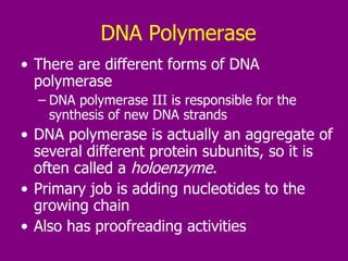 DNA Polymerase There are different forms of DNA polymerase DNA polymerase III is responsible for the synthesis of new DNA strands  DNA polymerase is actually an aggregate of several different protein subunits, so it is often called a  holoenzyme . Primary job is adding nucleotides to the growing chain  Also has proofreading activities  